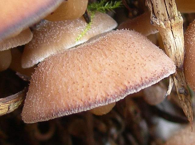 Clitocybe puberula